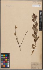 Salix aurita L. x Salix repens L.